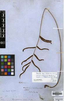 Type specimen at Edinburgh (E). Wallich, Nathaniel: 26. Barcode: E00348673.