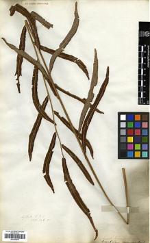 Type specimen at Edinburgh (E). Wallich, Nathaniel: 26. Barcode: E00348675.