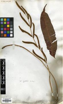 Type specimen at Edinburgh (E). Wallich, Nathaniel: 26. Barcode: E00348676.