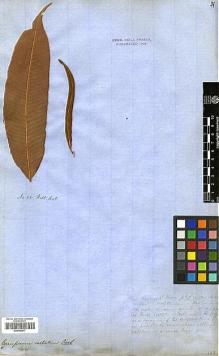 Type specimen at Edinburgh (E). Wallich, Nathaniel: 26. Barcode: E00348677.