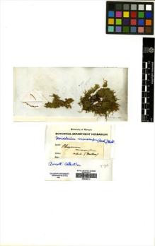 Type specimen at Edinburgh (E). Wallich, Nathaniel: . Barcode: E00348713.