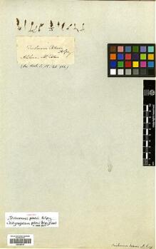 Type specimen at Edinburgh (E). Peters, Thomas: . Barcode: E00348727.