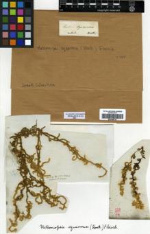 Type specimen at Edinburgh (E). Wallich, Nathaniel: . Barcode: E00348730.