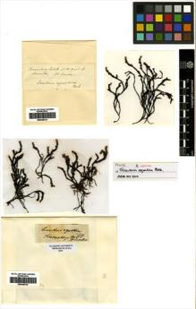 Type specimen at Edinburgh (E). Scouler, John: . Barcode: E00348741.