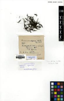 Type specimen at Edinburgh (E). Henderson, D; Henderson: 213. Barcode: E00348753.