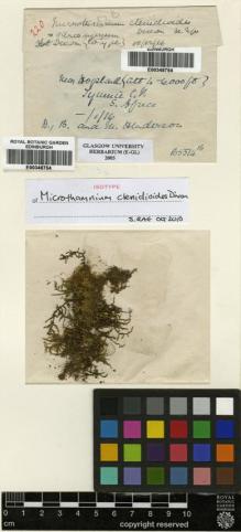 Type specimen at Edinburgh (E). Henderson, D; Henderson: 220. Barcode: E00348754.