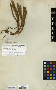 Type specimen at Edinburgh (E). Hartweg, Karl: 1470. Barcode: E00348758.