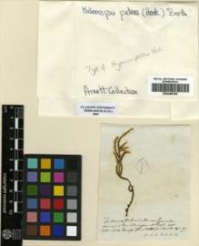 Type specimen at Edinburgh (E). Humboldt, Friedrich; Bonpland, Aime: . Barcode: E00348790.