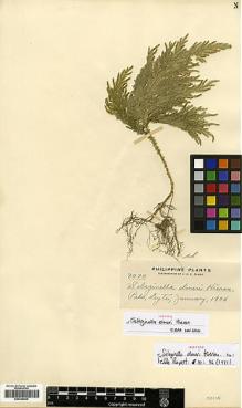 Type specimen at Edinburgh (E). Merrill, Elmer: 7070. Barcode: E00348830.