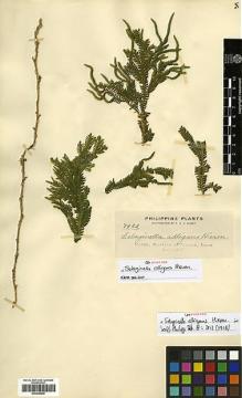 Type specimen at Edinburgh (E). Elmer, Adolph: 7982. Barcode: E00348836.