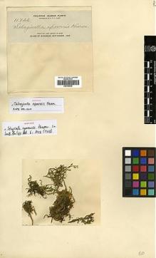 Type specimen at Edinburgh (E). Elmer, Adolph: 11722. Barcode: E00348838.