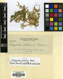 Type specimen at Edinburgh (E). Elmer, Adolph: 9593. Barcode: E00348840.