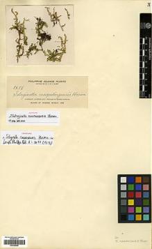 Type specimen at Edinburgh (E). Elmer, Adolph: 9651. Barcode: E00348848.
