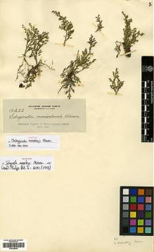 Type specimen at Edinburgh (E). Elmer, Adolph: 10283. Barcode: E00348849.