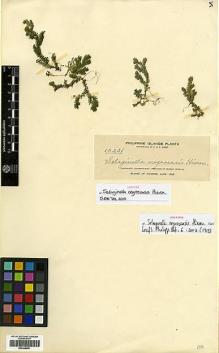 Type specimen at Edinburgh (E). Elmer, Adolph: 10231. Barcode: E00348851.