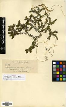 Type specimen at Edinburgh (E). Elmer, Adolph: 9638. Barcode: E00348852.