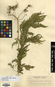 Type specimen at Edinburgh (E). Elmer, Adolph: 7065. Barcode: E00348857.