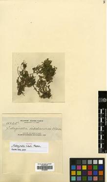 Type specimen at Edinburgh (E). Elmer, Adolph: 11722A. Barcode: E00348864.