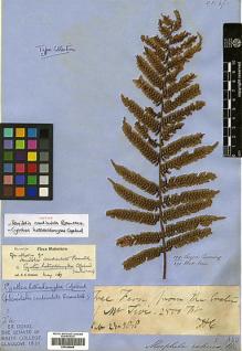 Type specimen at Edinburgh (E). Cuming, Hugh: 179. Barcode: E00348865.
