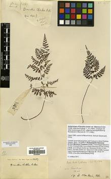 Type specimen at Edinburgh (E). Faber, E.: 1089. Barcode: E00348988.