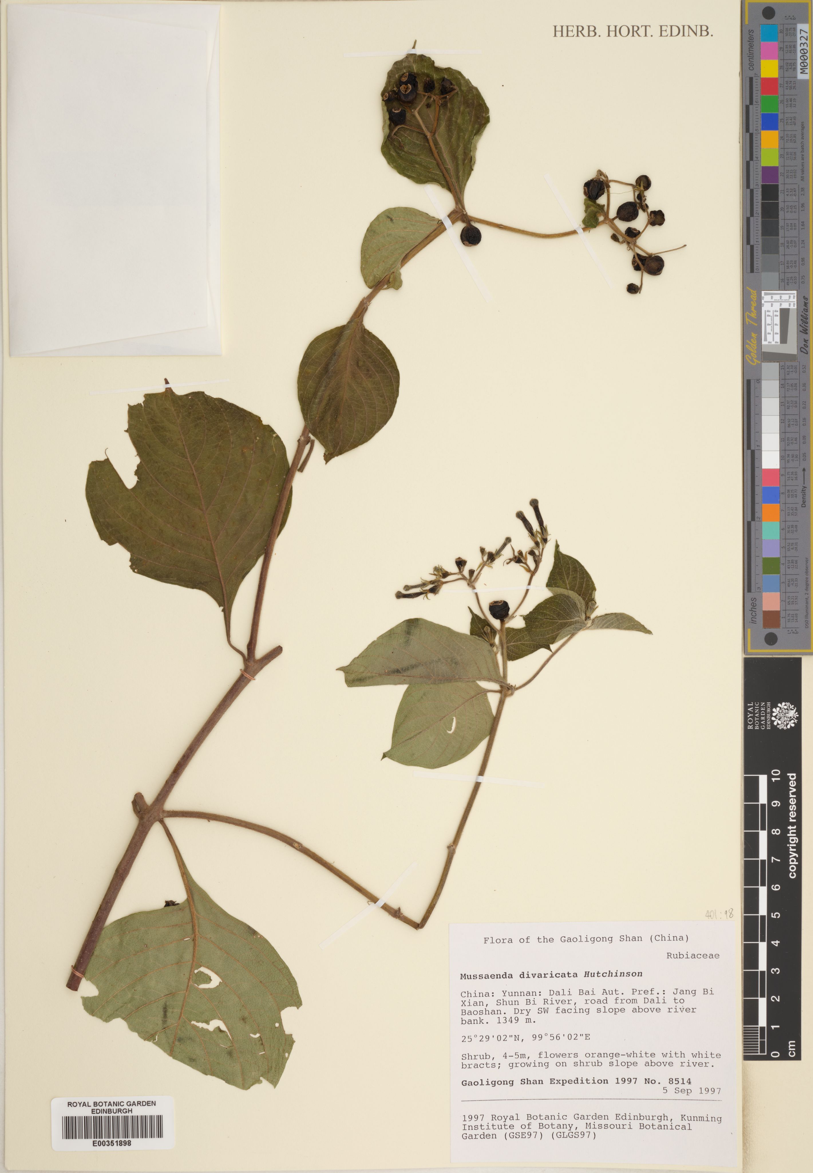 Mussaenda divaricata (Mussaenda divaricata)