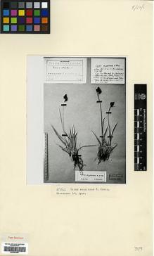 Type specimen at Edinburgh (E). Bordzilowski, E.: . Barcode: E00353983.