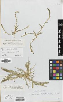 Type specimen at Edinburgh (E). Schimper, Georg: 792. Barcode: E00358109.