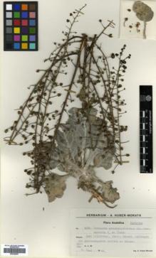 Type specimen at Edinburgh (E). Huber-Morath, Arthur: 9532. Barcode: E00359567.