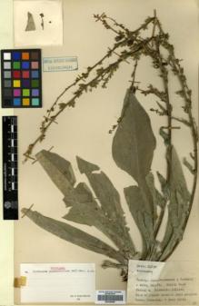 Type specimen at Edinburgh (E). Davis, Peter: 21658. Barcode: E00359568.