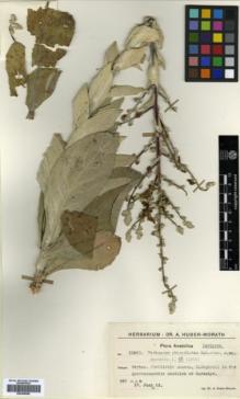 Type specimen at Edinburgh (E). Huber-Morath, Arthur: 11820. Barcode: E00359569.