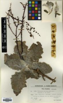 Type specimen at Edinburgh (E). Huber-Morath, Arthur: 9554. Barcode: E00359578.