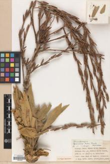 Type specimen at Edinburgh (E). Davis, Peter; Dodds, J.; Çetik, R.: 19935. Barcode: E00359581.