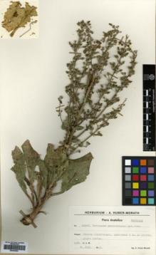 Type specimen at Edinburgh (E). Huber-Morath, Arthur: 10693. Barcode: E00359582.