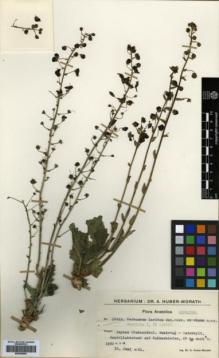 Type specimen at Edinburgh (E). Huber-Morath, Arthur: 10615. Barcode: E00359583.
