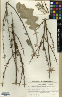 Type specimen at Edinburgh (E). Huber-Morath, Arthur: 12299. Barcode: E00359584.