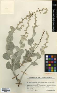 Type specimen at Edinburgh (E). Huber-Morath, Arthur: 9512. Barcode: E00359585.