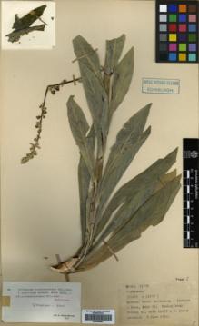 Type specimen at Edinburgh (E). Davis, Peter: 21656. Barcode: E00359587.