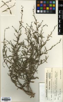 Type specimen at Edinburgh (E). Huber-Morath, Arthur: 10632. Barcode: E00359589.
