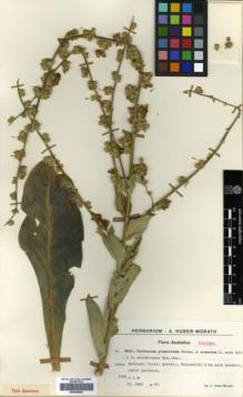 Type specimen at Edinburgh (E). Huber-Morath, Arthur: 8841. Barcode: E00359590.