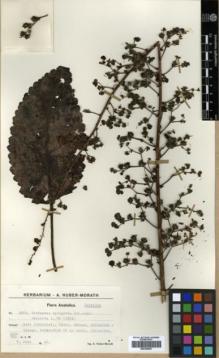 Type specimen at Edinburgh (E). Huber-Morath, Arthur: 9529. Barcode: E00359597.
