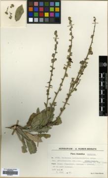 Type specimen at Edinburgh (E). Huber-Morath, Arthur: 8733. Barcode: E00359817.