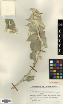 Type specimen at Edinburgh (E). Huber-Morath, Arthur: 9520. Barcode: E00359818.