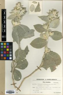 Type specimen at Edinburgh (E). Huber-Morath, Arthur: 9520. Barcode: E00359819.