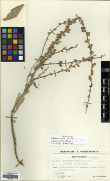 Type specimen at Edinburgh (E). Huber-Morath, Arthur: 8011. Barcode: E00359821.