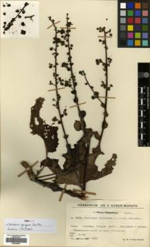 Type specimen at Edinburgh (E). Huber-Morath, Arthur: 9528. Barcode: E00359824.