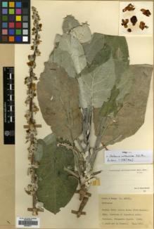 Type specimen at Edinburgh (E). Davis, Peter; Hedge, Ian: D.26617. Barcode: E00359911.