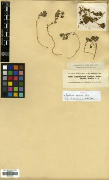 Type specimen at Edinburgh (E). Kotschy, Carl (Karl): 660. Barcode: E00359912.