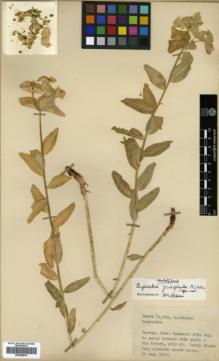 Type specimen at Edinburgh (E). Davis, Peter; Polunin, Oleg: 24250. Barcode: E00359918.