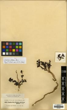 Type specimen at Edinburgh (E). Kotschy, Carl (Karl): 469. Barcode: E00359924.