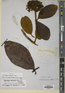 Type specimen at Edinburgh (E). Mathews, Andrew: . Barcode: E00360013.